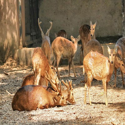 Lucknow Zoo Travel Plan